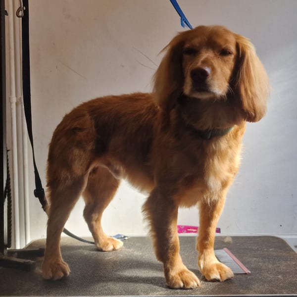 Rosie the Cocker Spaniel after grooming