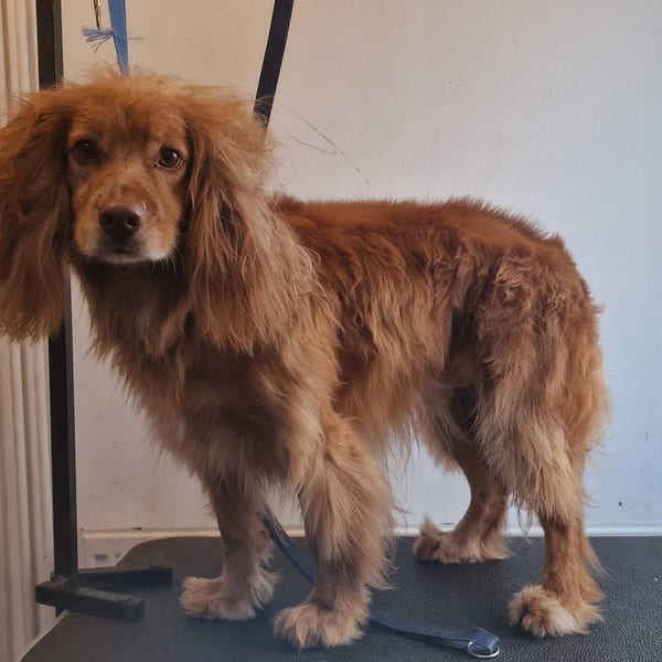Rosie the Cocker Spaniel before grooming