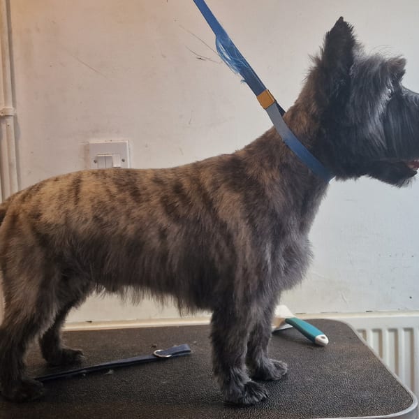 Roach the Cairn Terrier after grooming