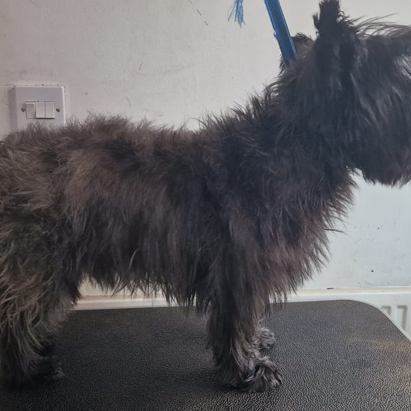 Roach the Cairn Terrier before grooming