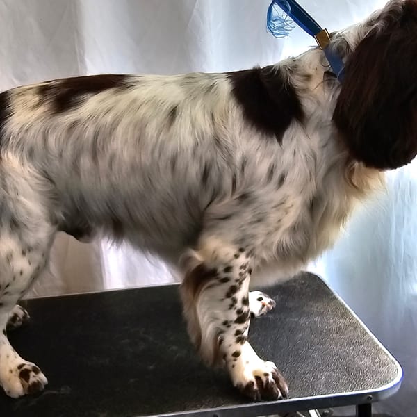 Woody the Springer Spaniel after grooming