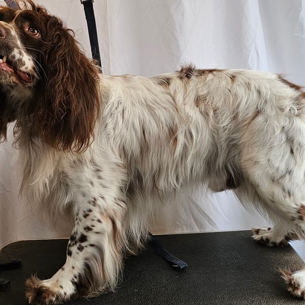 Woody the Springer Spaniel before grooming