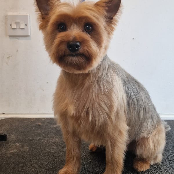 Star the Yorkie after grooming