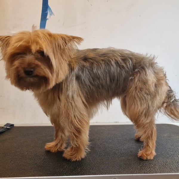 Star the Yorkie before grooming