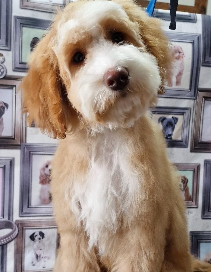 Happy clean dog after grooming