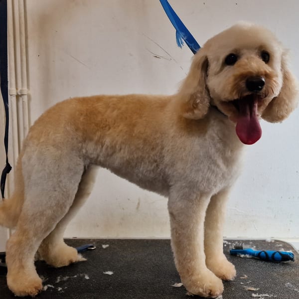 Full Groom