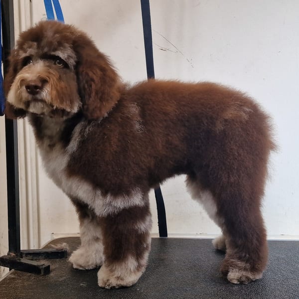 Puppy Introduction